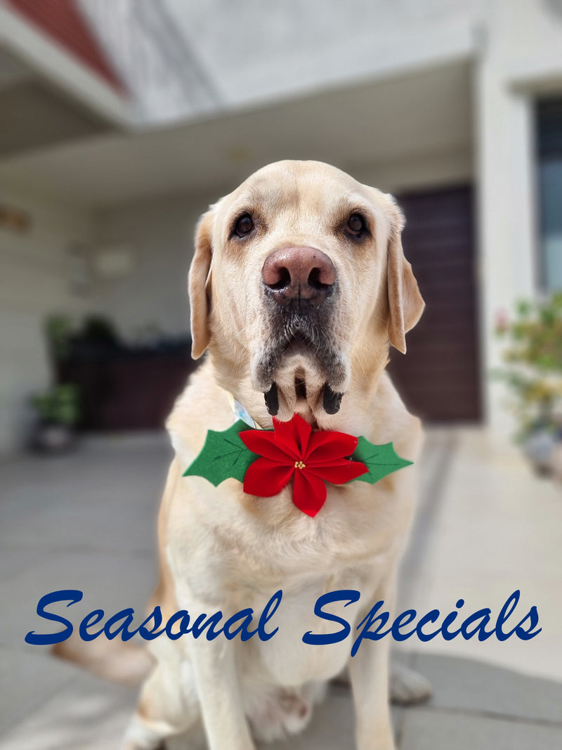 Seasonal Special