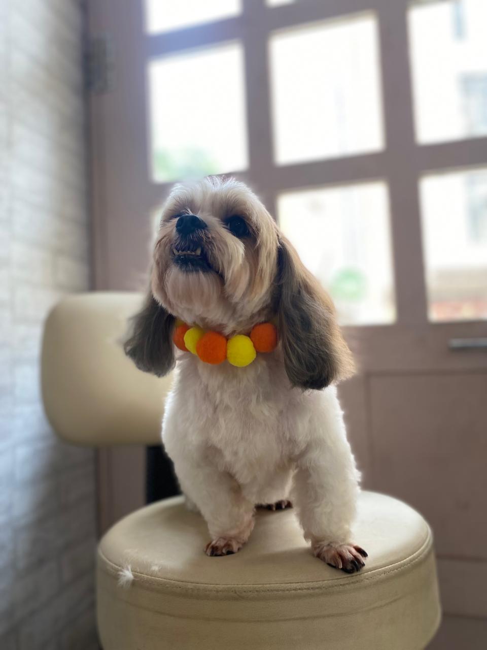 Pom Pom Beaded Collar Multicolor 1 - Bundle of 5