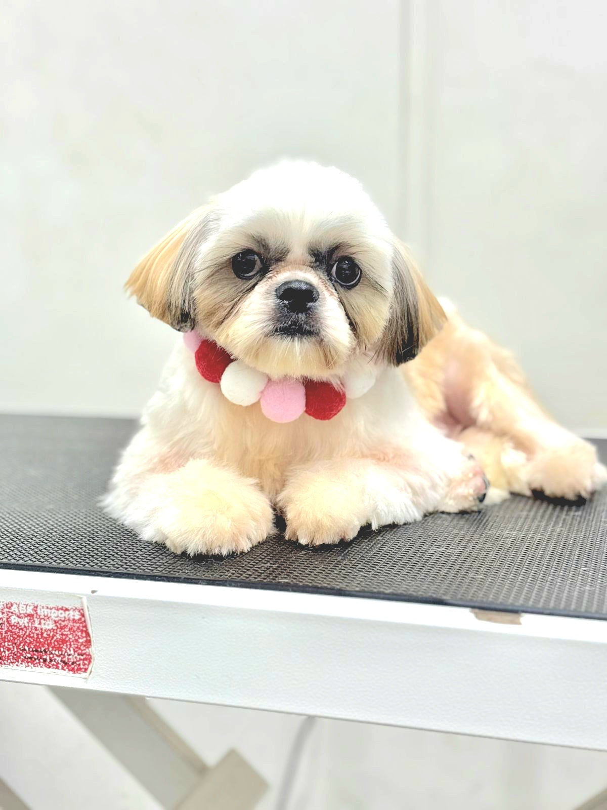 Pom Pom Beaded Collar Multicolor 1 - Bundle of 5