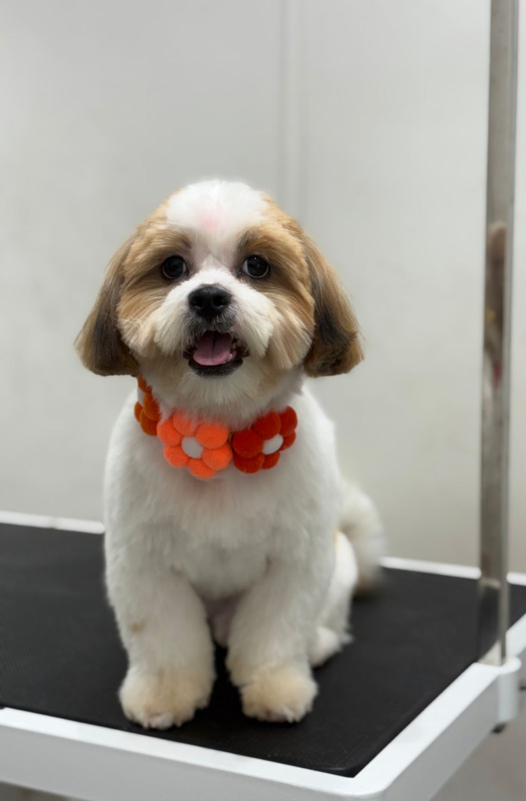 3 Floweret Pom Pom Collar - Bundle of 5