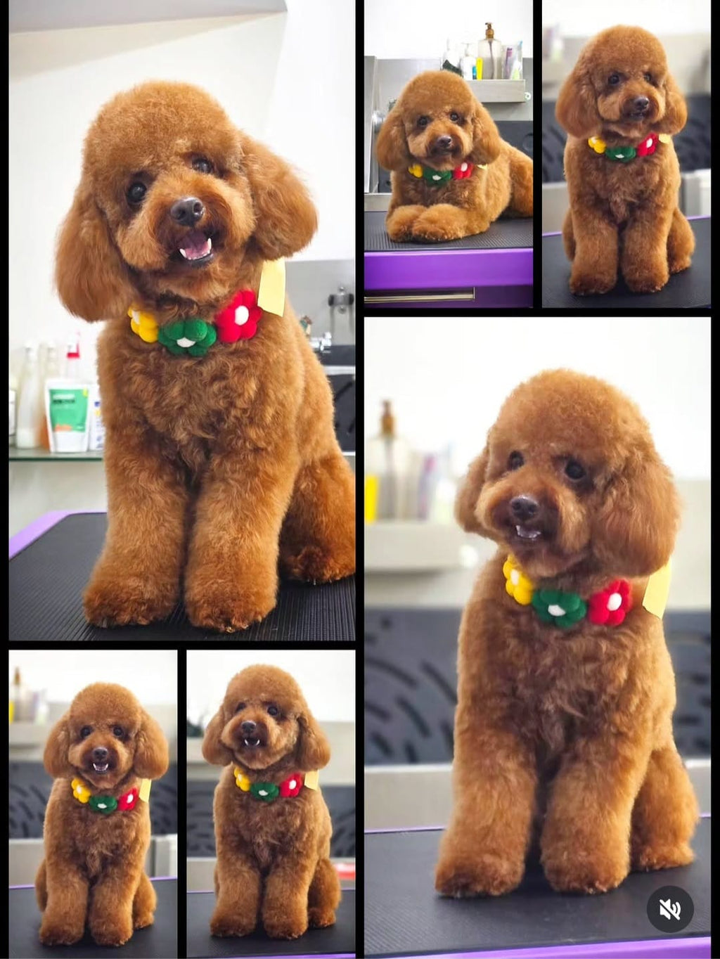 3 Floweret Pom Pom Collar - Bundle of 5