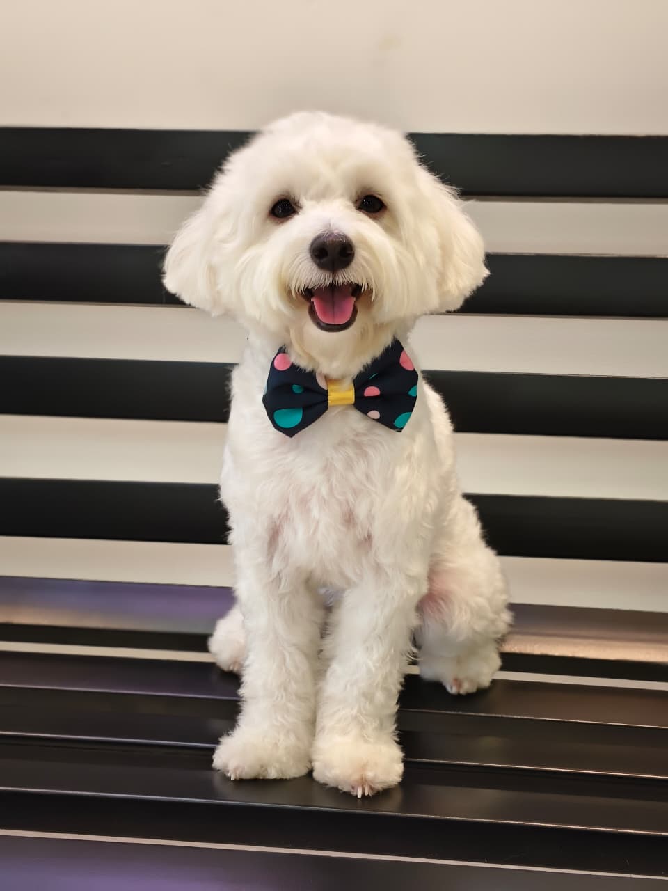 Black and colorful polka dotted bowties- Bundle of 5